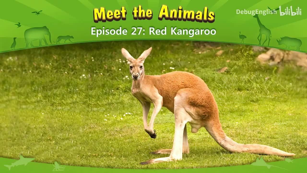 027.Red Kangaroo