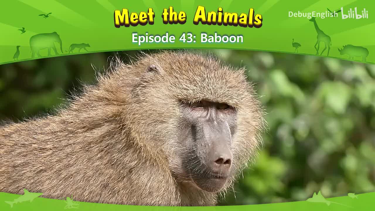 043.Baboon.1080p