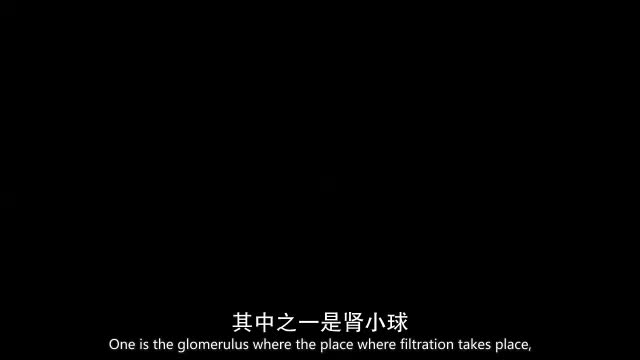 [第17集] 肾脏生理学2