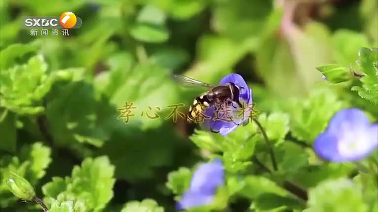 百家碎戏(2025-07-01) - 陕西网络广播电视台