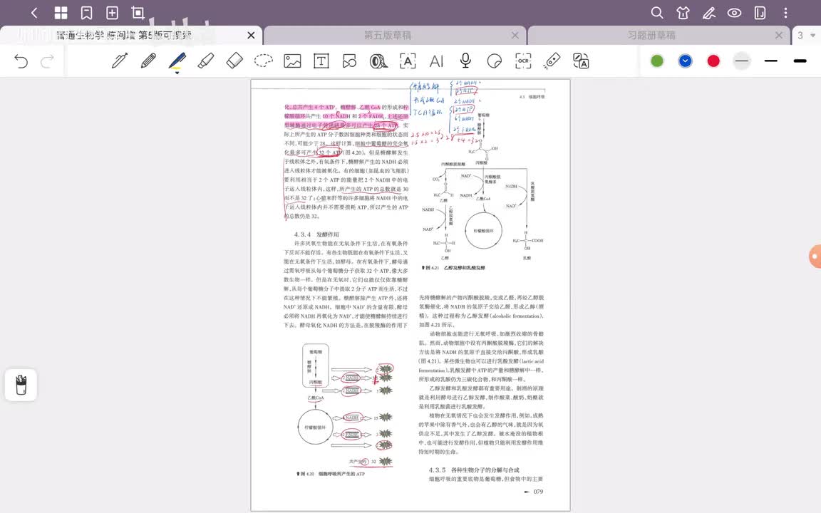 25.第4章 细胞代谢(4)