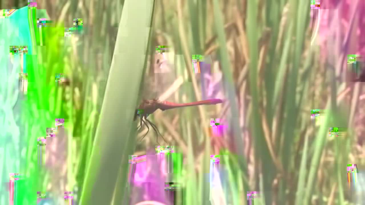 三年级（下） 03.昆虫界的“特种兵”：《昆虫备忘录》《蜜蜂》