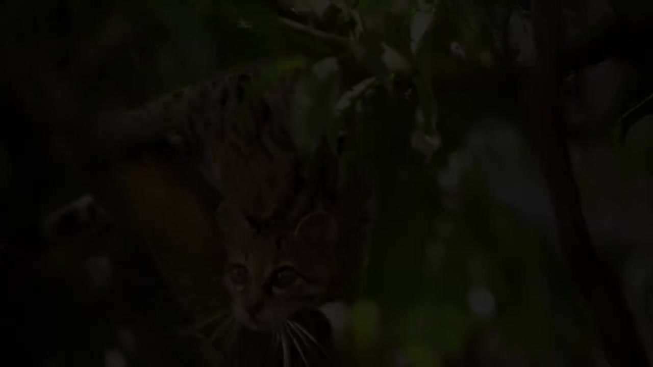 三年级（上） 05.千奇百怪的胡须：《胡萝卜先生的长胡子》