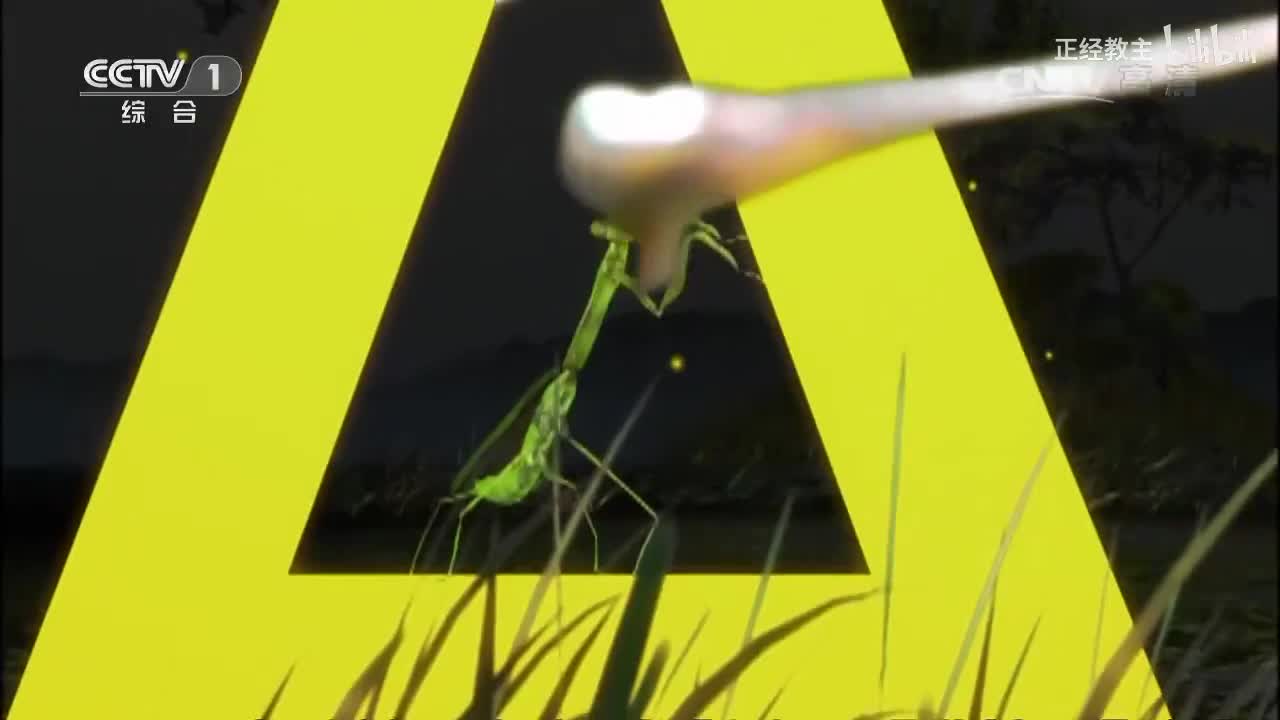 《动物世界》 20170404 野生动物精彩瞬间[超清版]