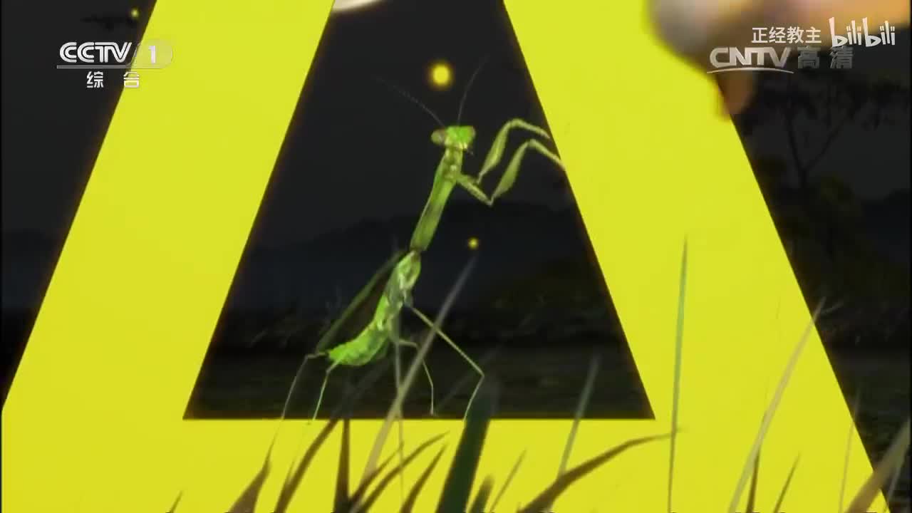 《动物世界》 20170402 潜伏在狮群[超清版]