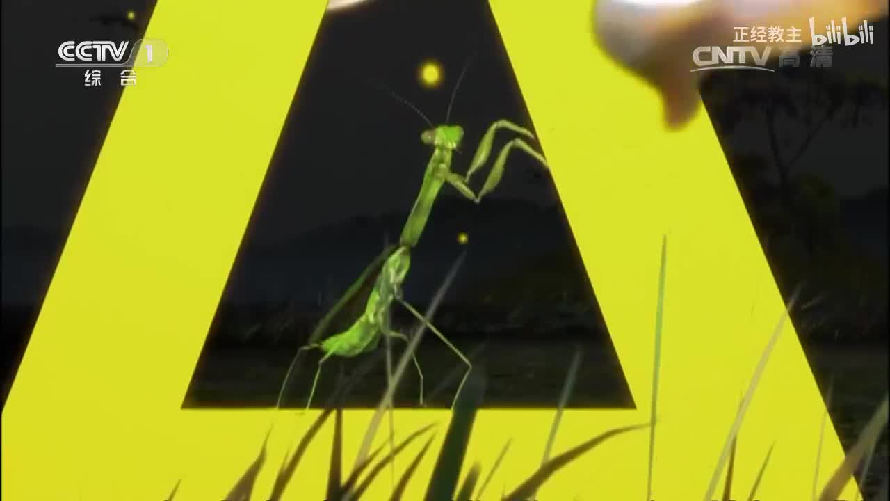 《动物世界》 20170407 大猫精绝构造[超清版]