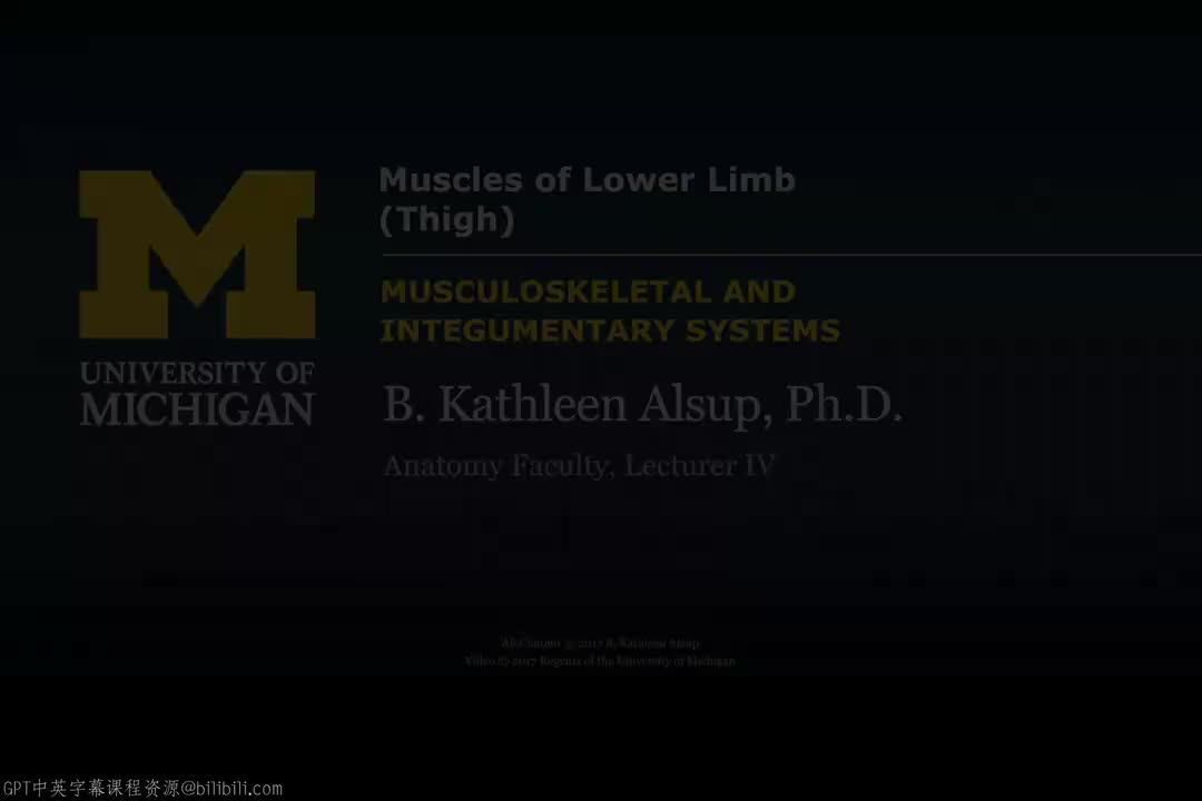 64_下肢肌肉：大腿.zh_en