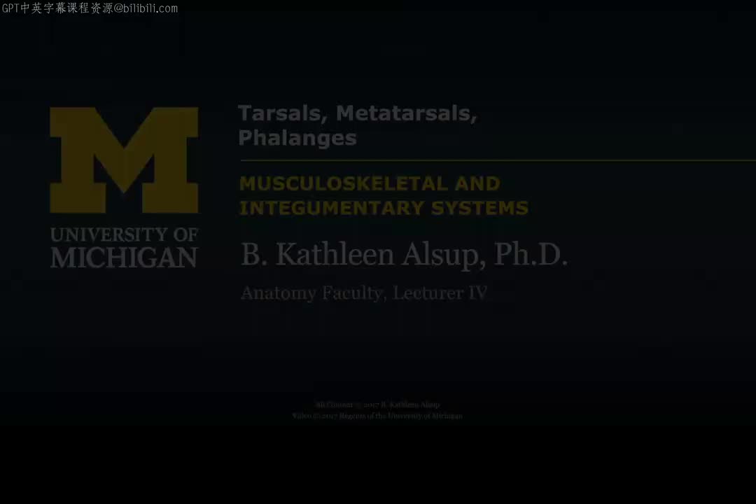 34_下肢骨：跗骨、跖骨与趾骨.zh_en