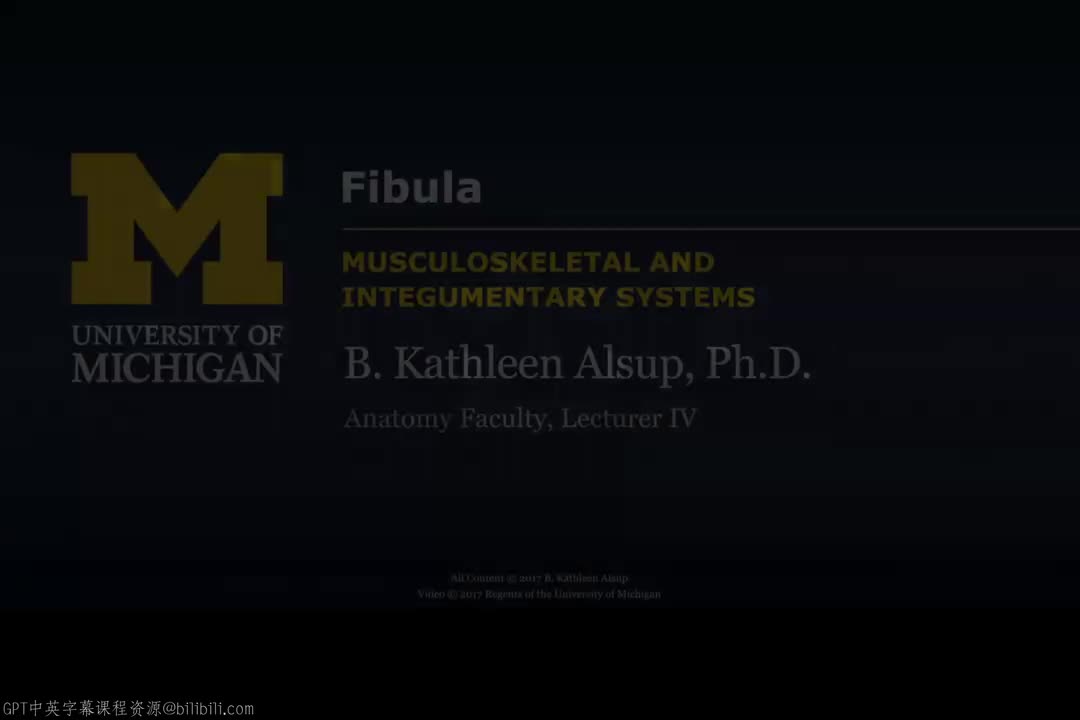 33_下肢骨：腓骨.zh_en