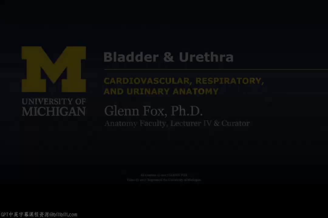 36_膀胱与尿道.zh_en