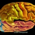 【3D演示】神经学解剖-大脑（原版+中法双字版）