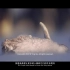 野生动物公益短片《可可西里的守望者：顾莹》