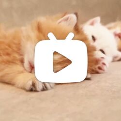 排排队,睡觉觉!