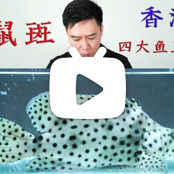 香港四大魚王之首,1斤400元的老鼠斑,不僅好吃,還是頂級觀賞魚