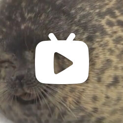 【海豹】豹笑～你看这巨肥的芝麻大福笑得多开心啊