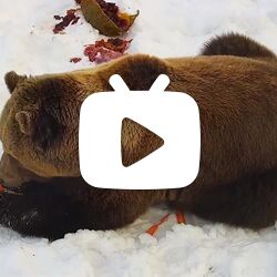 小熊吃蛋糕的正确姿势