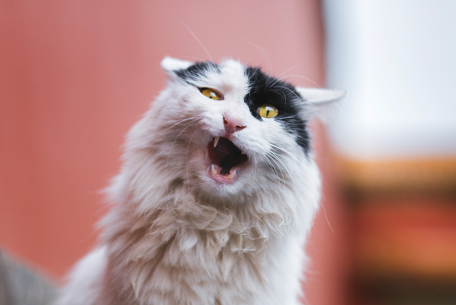 张原的课,让他把我赶出来[嫌弃] 下午想去吃火锅,但就我一个人[偷笑]