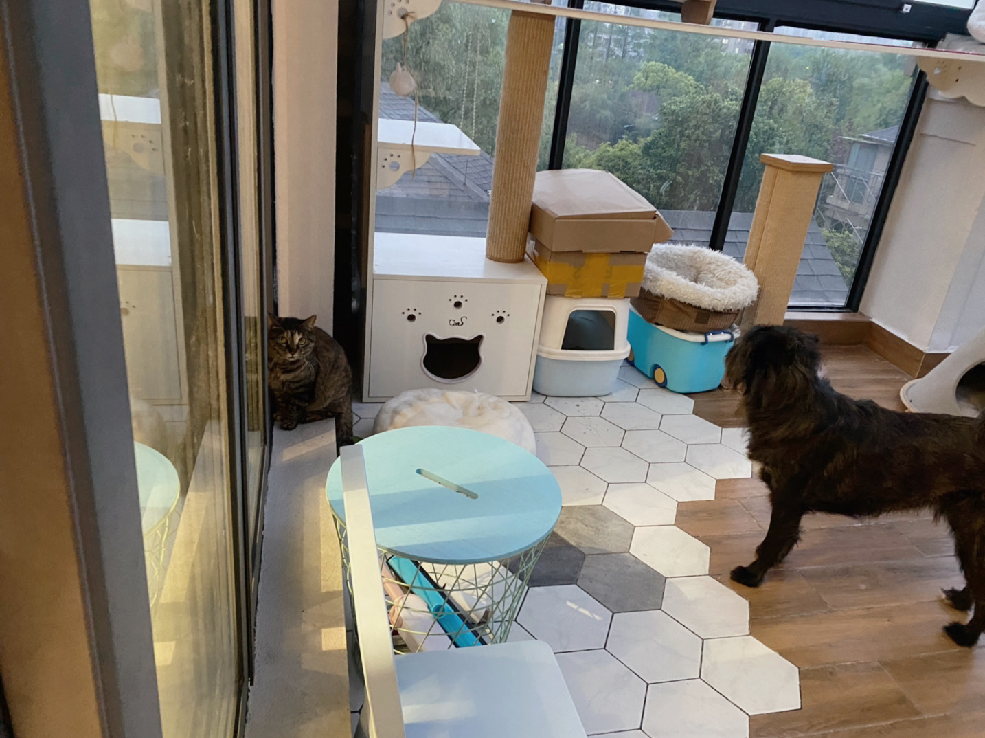 李喜猫 _ 哔哩哔哩相簿