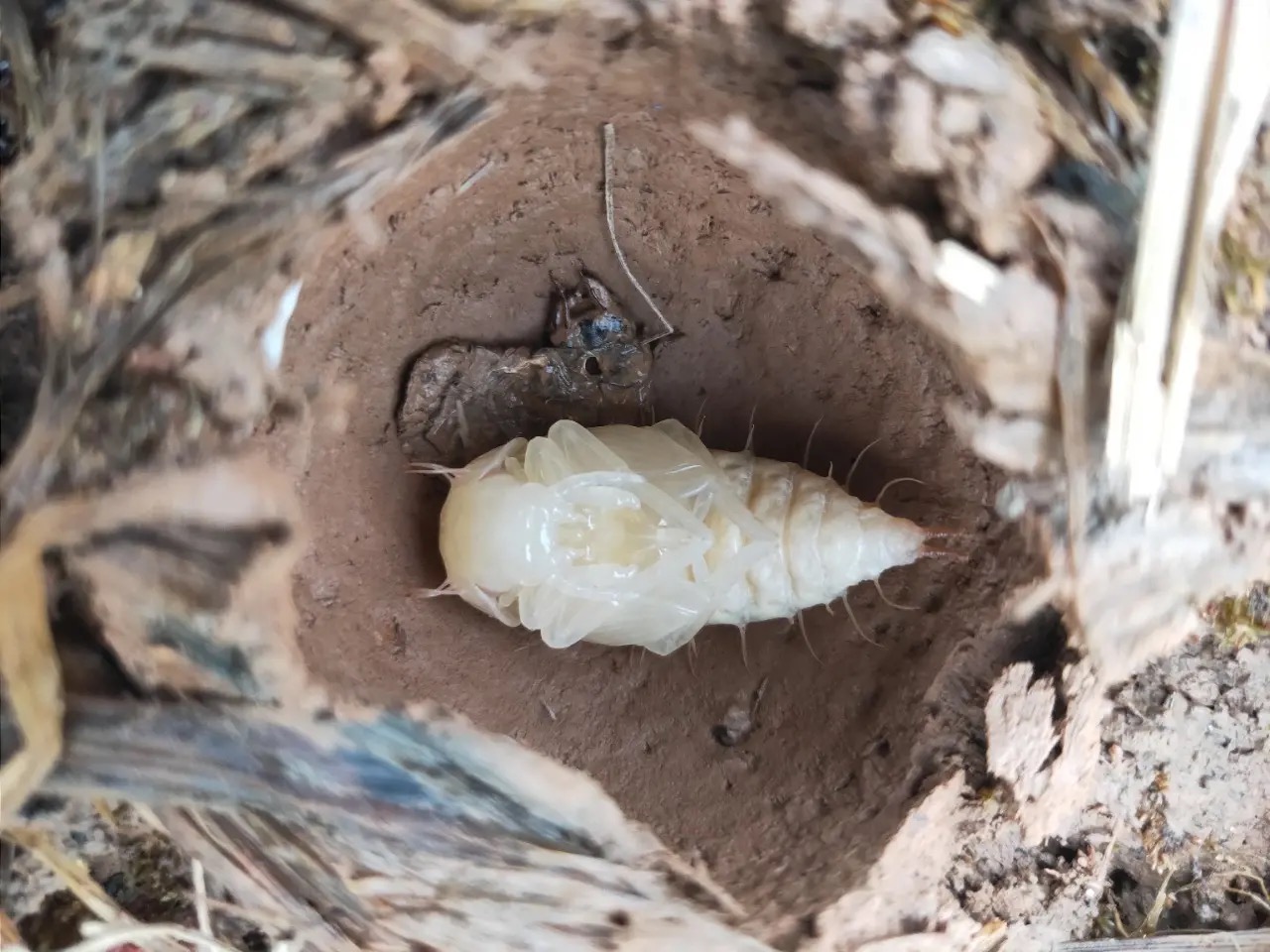 小伙伴分享的一只步甲蛹,很好看哦[喜欢]