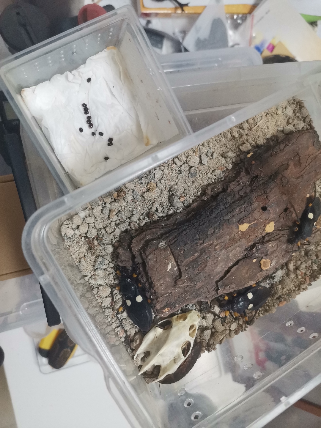 捡吃肉臭虫蛋[doge]