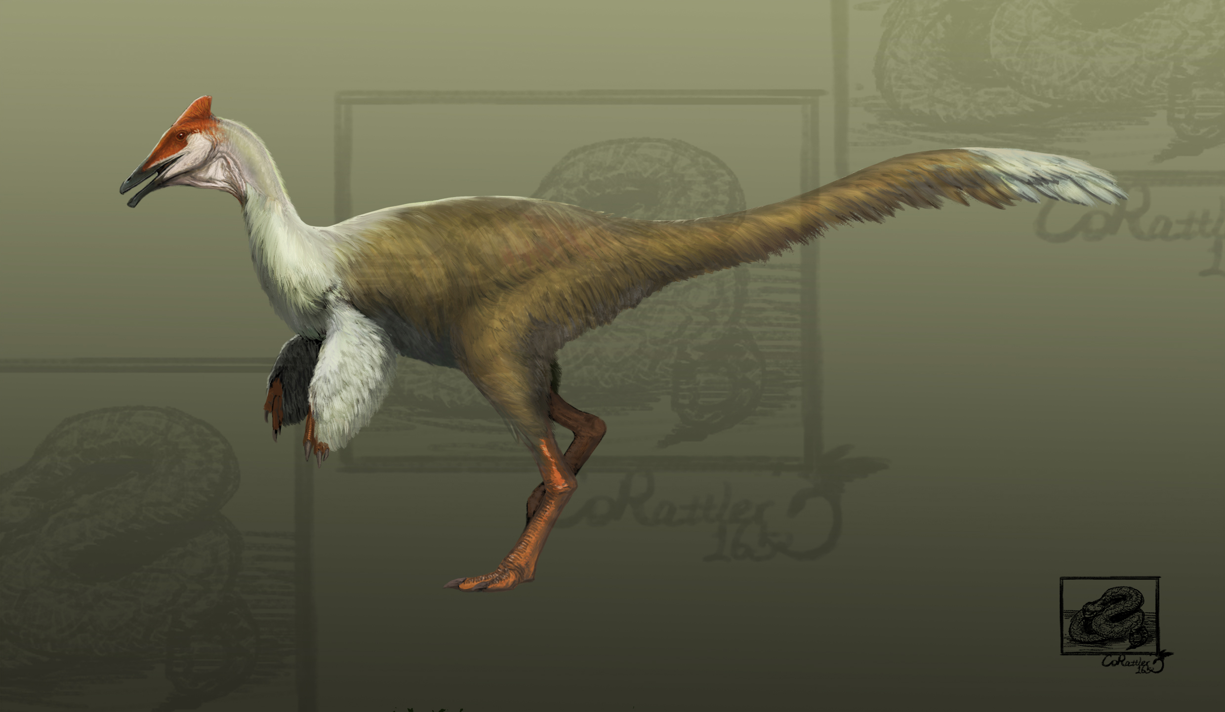 去年的杂志投稿,似鹈鹕龙(pelecanimimus)