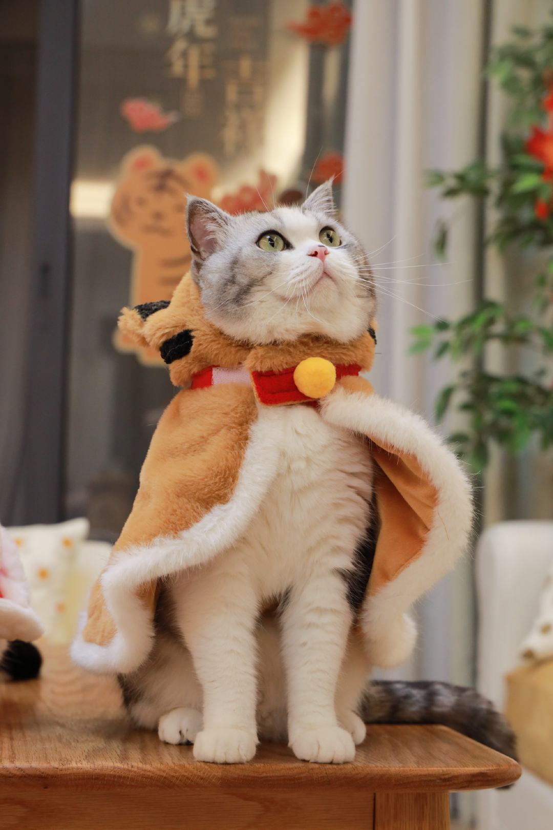 花花与三猫catlive