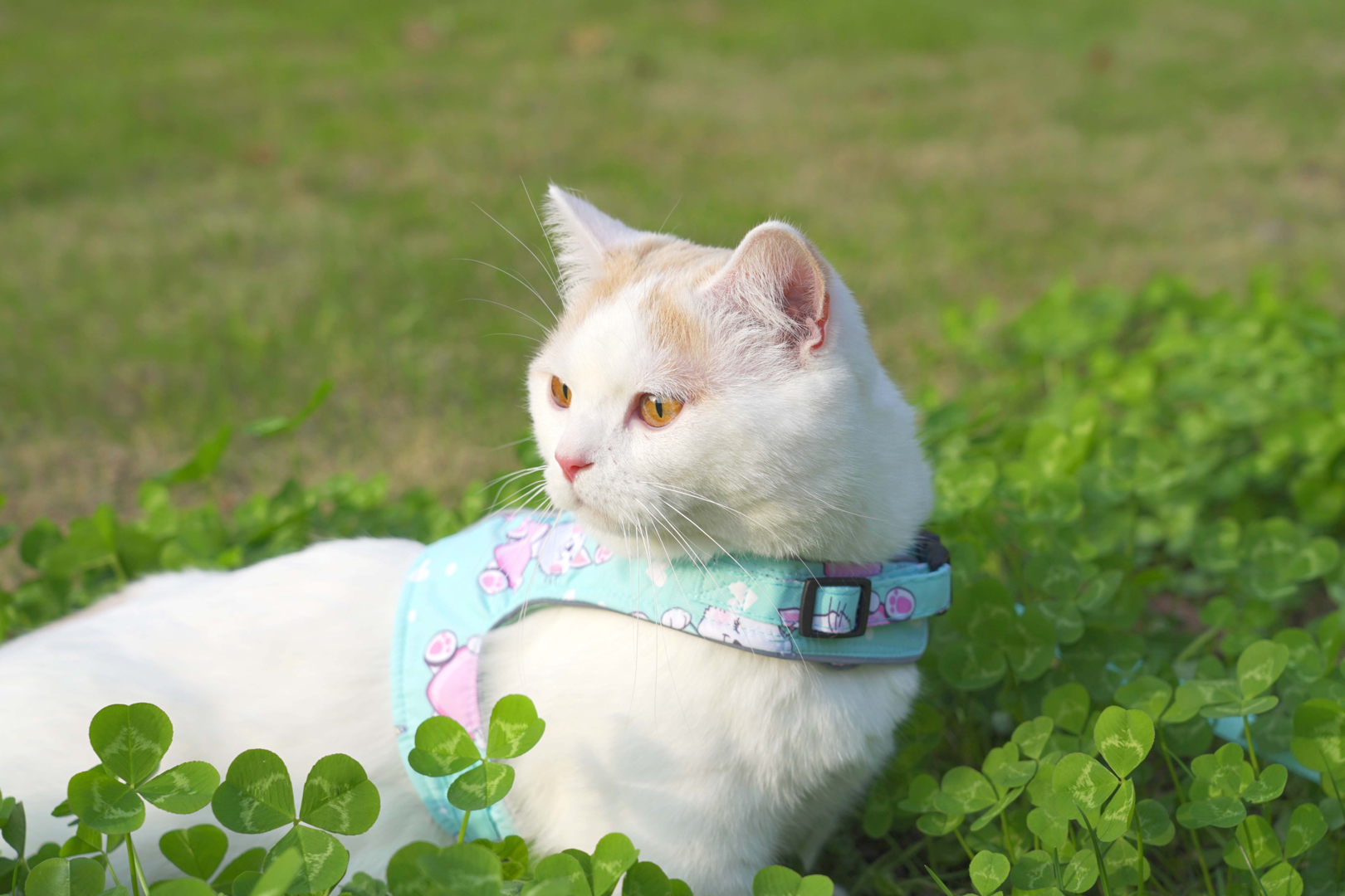 ta 的直播间轮播中萌猫宝哥哥0ta 的小视频0ta