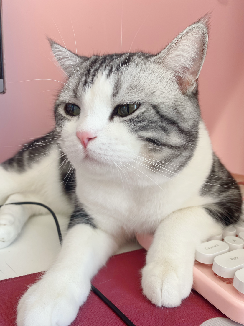 ta 的直播间闲置中小猫在线给主人卖萌,快来泰哥是只小暖猫0ta 的小