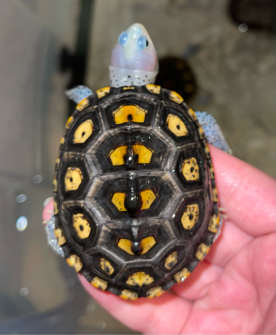 钻纹龟##锦钻纹龟#浏览:865收藏:0支持:15上传时间:2021-04-16 06499