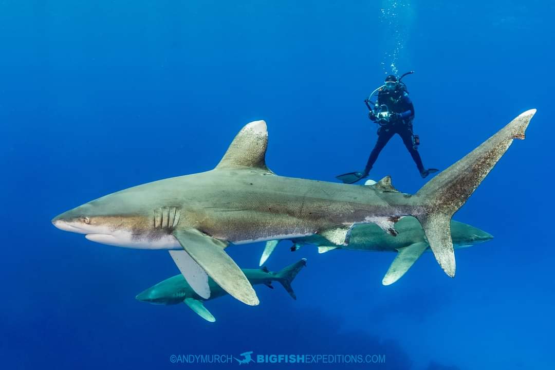 长鳍真鲨与潜水员