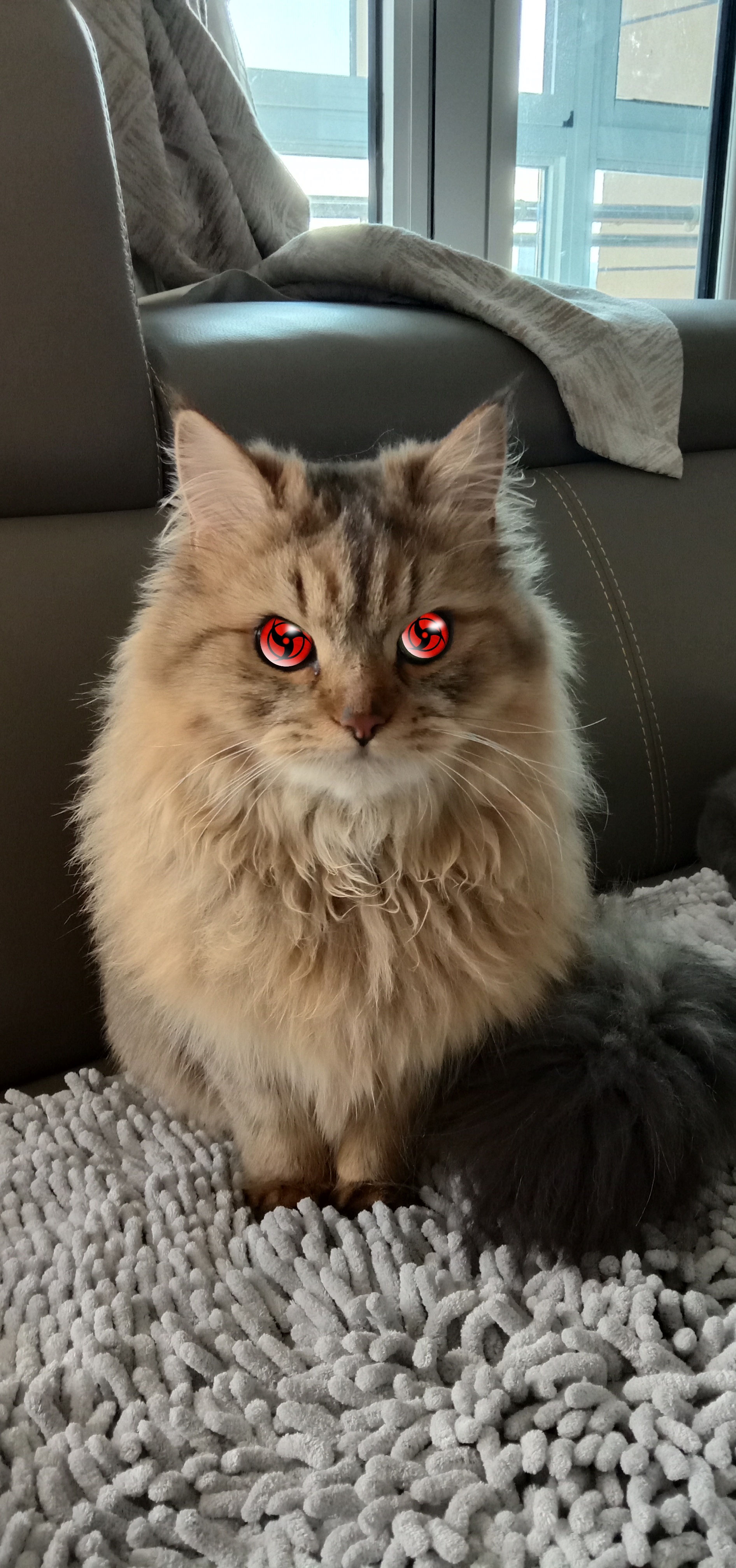 当家里的猫咪开启万花筒写轮眼浏览:820收藏:0支持:14上传时间:2021