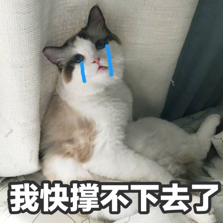 耗子须 _ 哔哩哔哩相簿