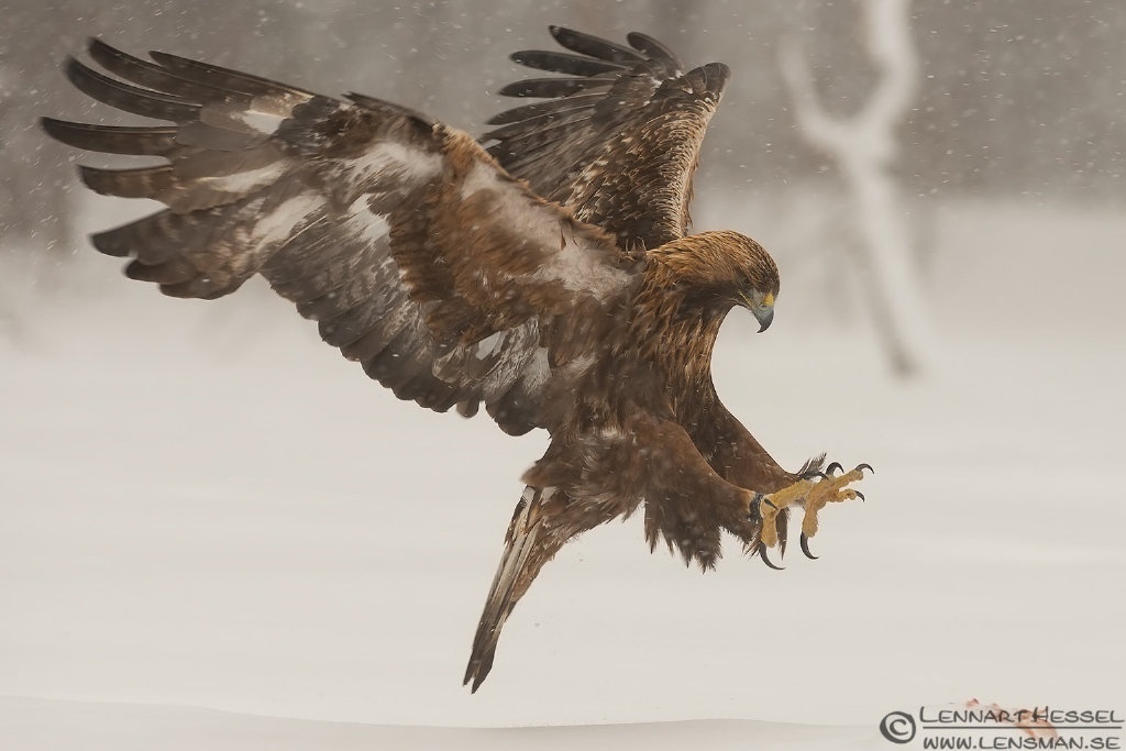 动物观察局# #动物美图# #鸟类# #猛禽# #金雕