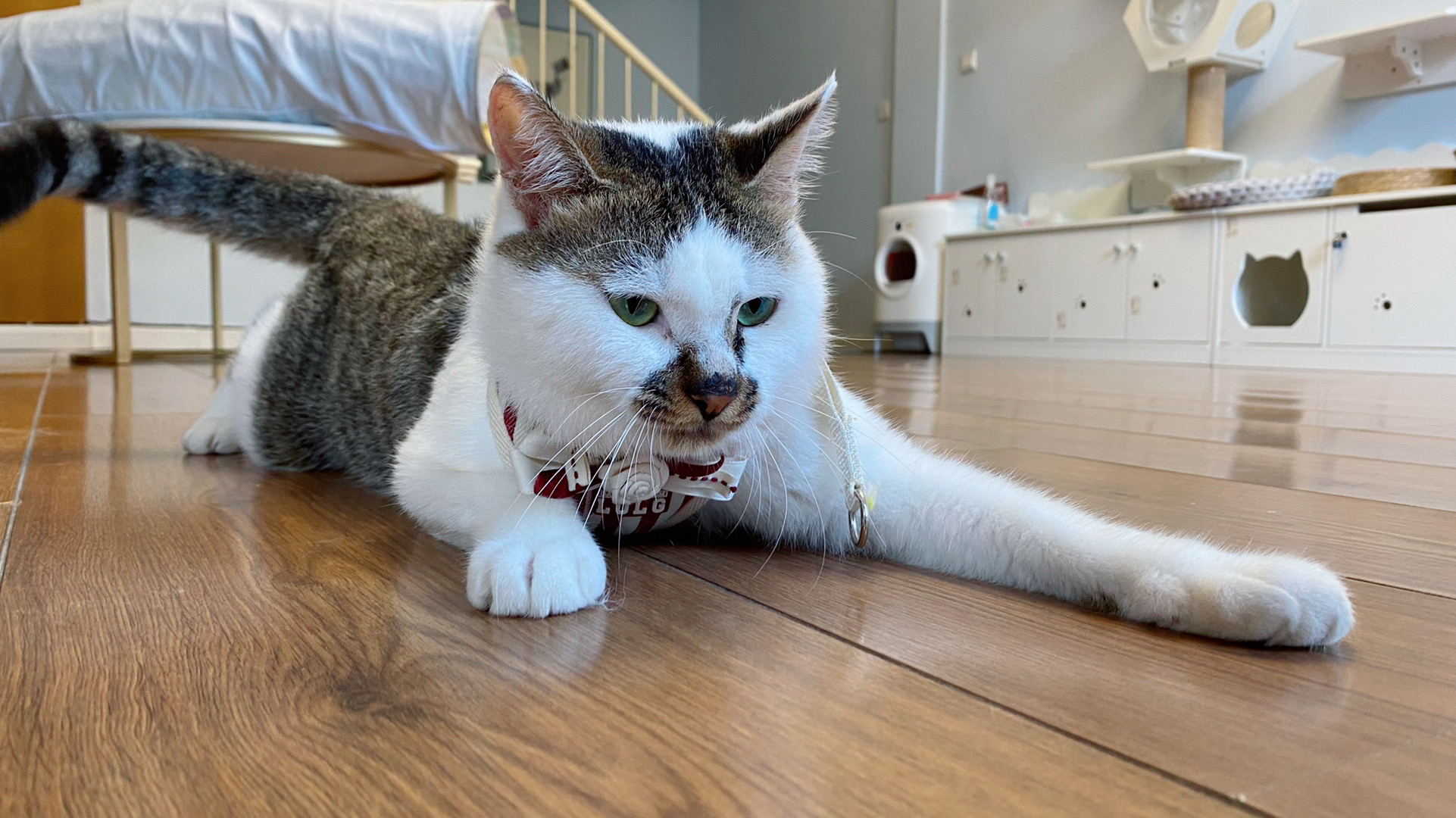 李喜猫 _ 哔哩哔哩相簿