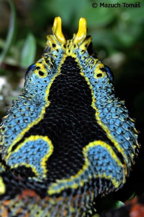 除了加蓬和犀角外,回复的评论区还经常出现犀咝蝰这个名字.