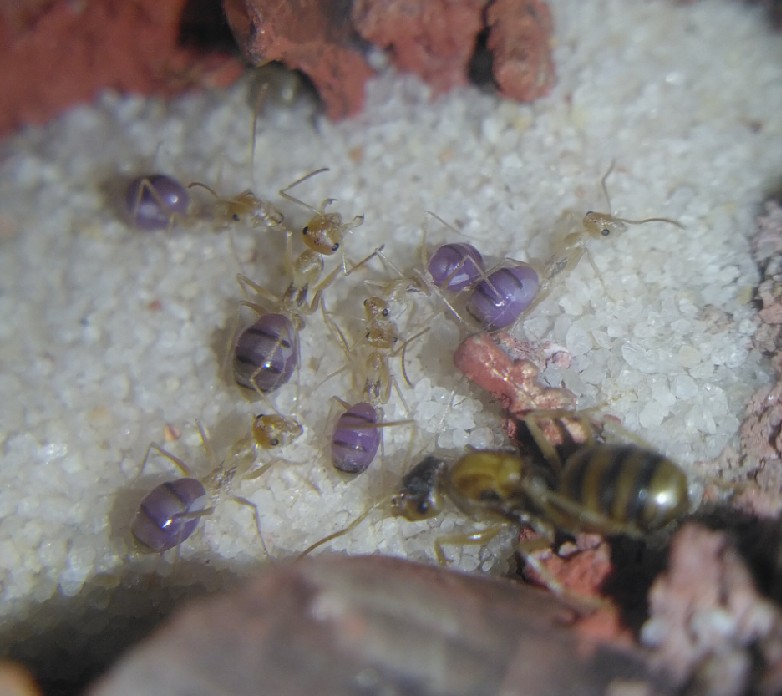 透明箭蚁的颜值是真的爆炸哇[星星眼][星星眼][给心心]浏览:3674收藏