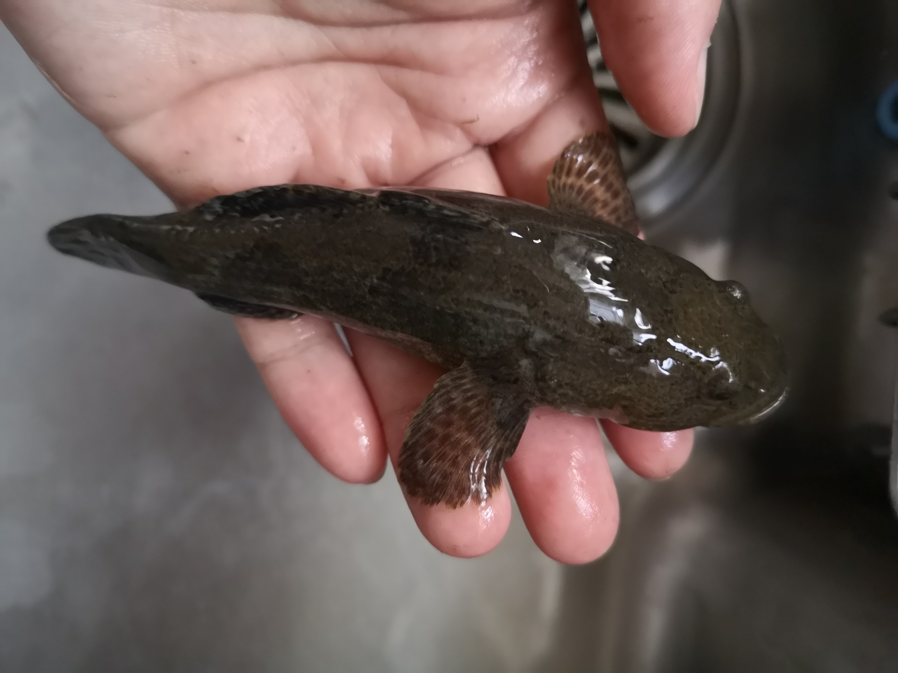 南京话叫茨菇呆子