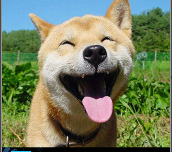 微笑狗可爱 搞笑图片图片