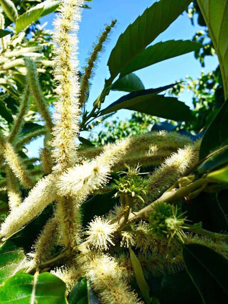 花喵去吃饭 _ 哔哩哔哩相簿