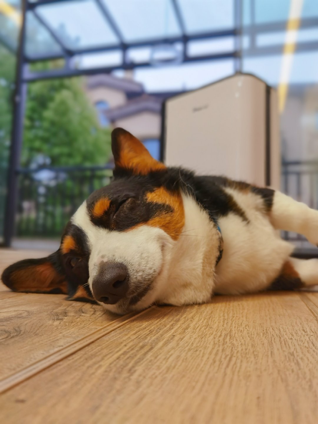 小短腿duby