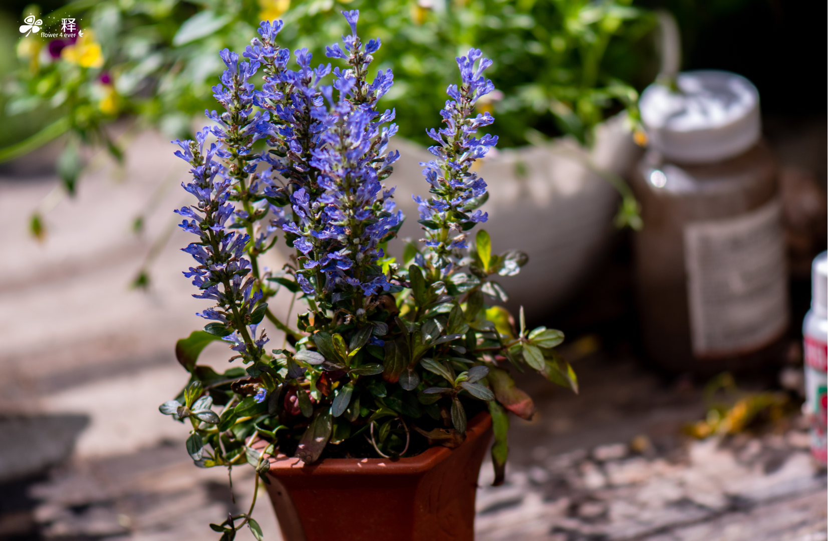 哔哩哔哩相簿,绘你所想,拍你所爱