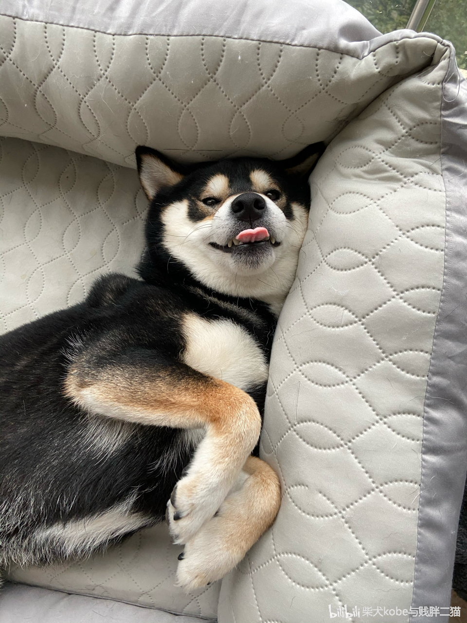 柴犬kobe与贱胖二猫 _ 哔哩哔哩相簿