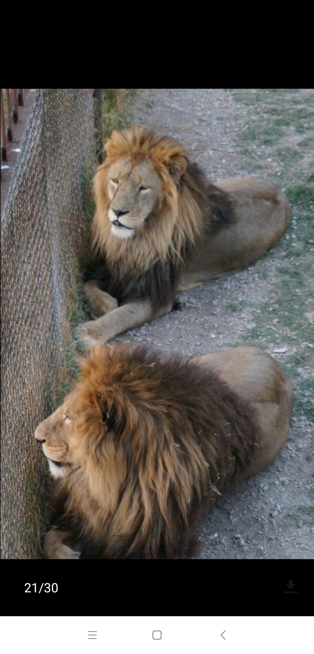 克里米亚野生动物园#浏览:2732收藏:0支持:16上传时间:2020-09-30 18