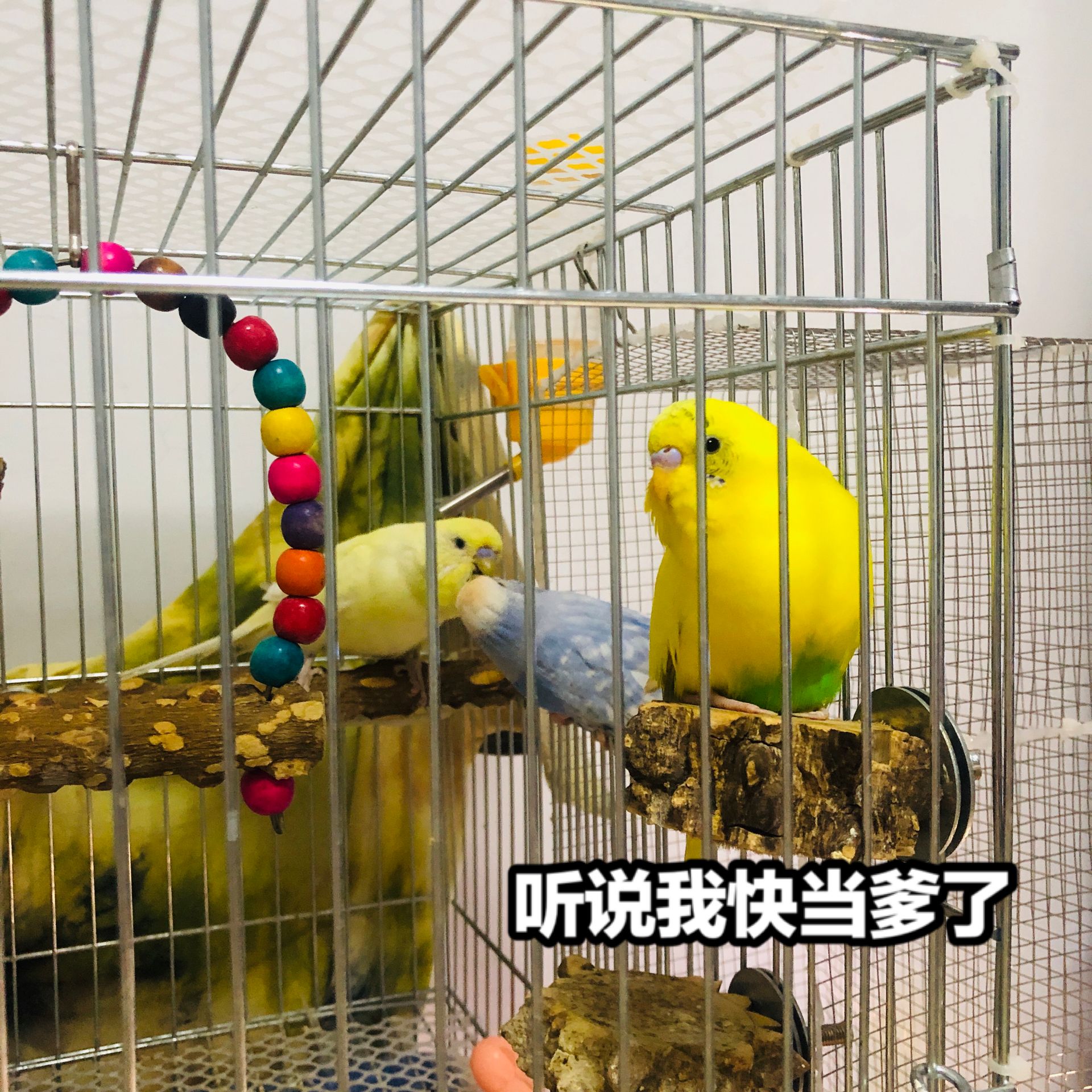 動物圈##虎皮鸚鵡#來自孃親的惡搞