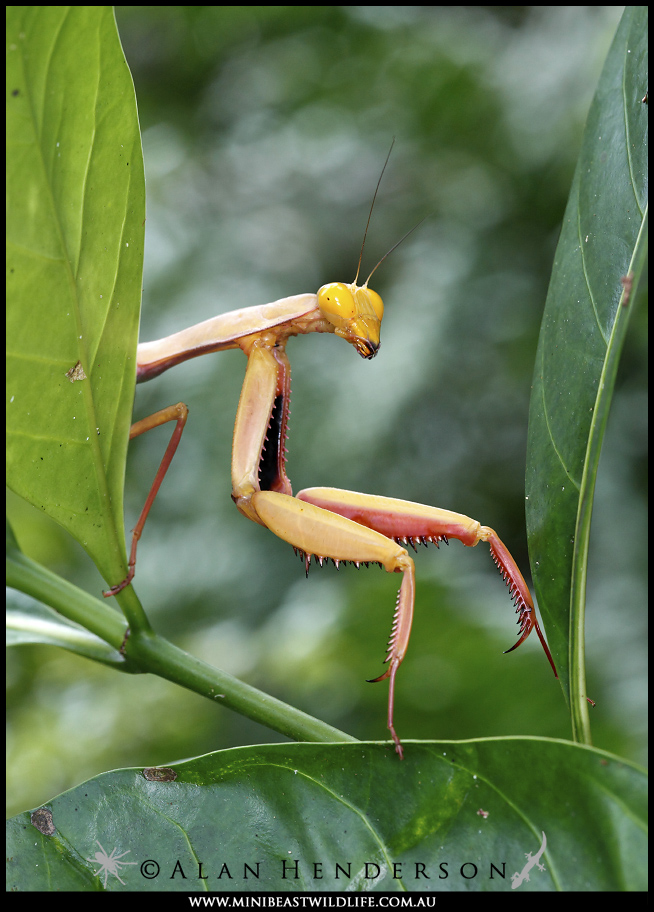 黄金螳螂.浏览:4.3w收藏:0支持:75上传时间:2018-03-01 11:03:57日常
