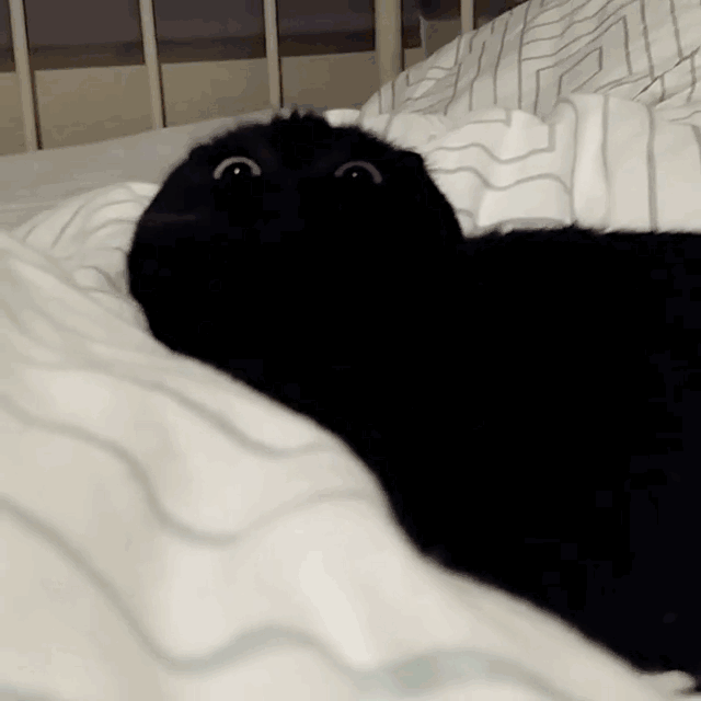 640_640gif 动态图 动图