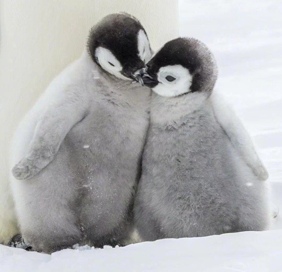 爱企鹅爱生活 _ 哔哩哔哩相簿