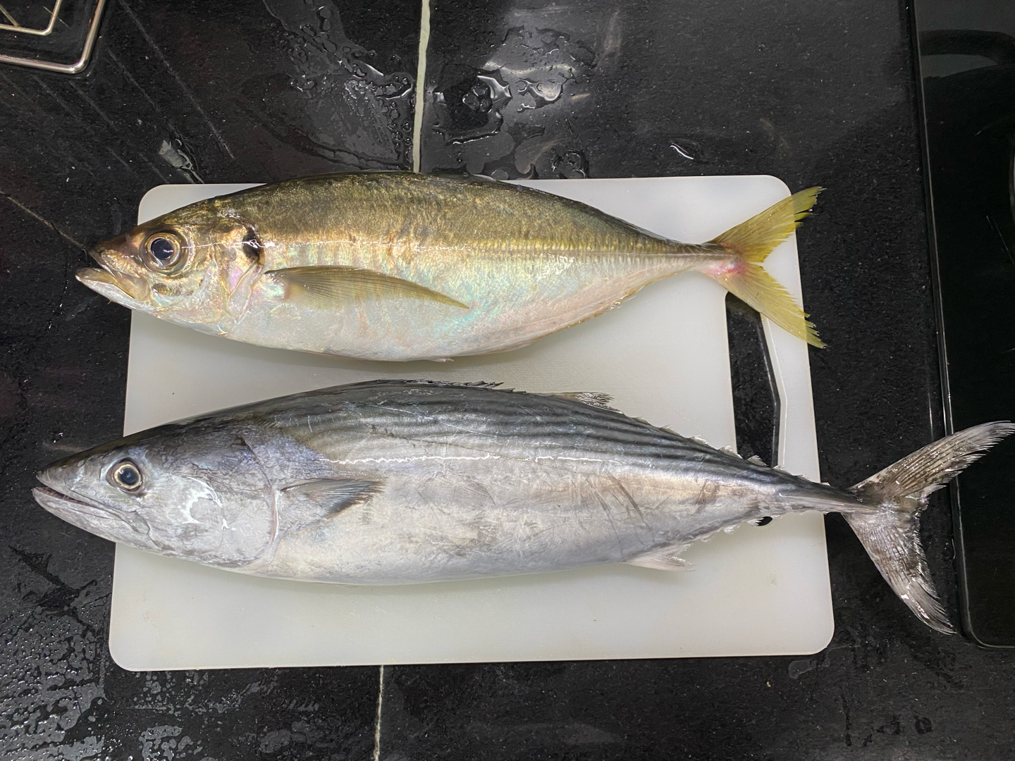 到底是竹荚鱼太大还是炮弹鱼太小[tv_点赞]