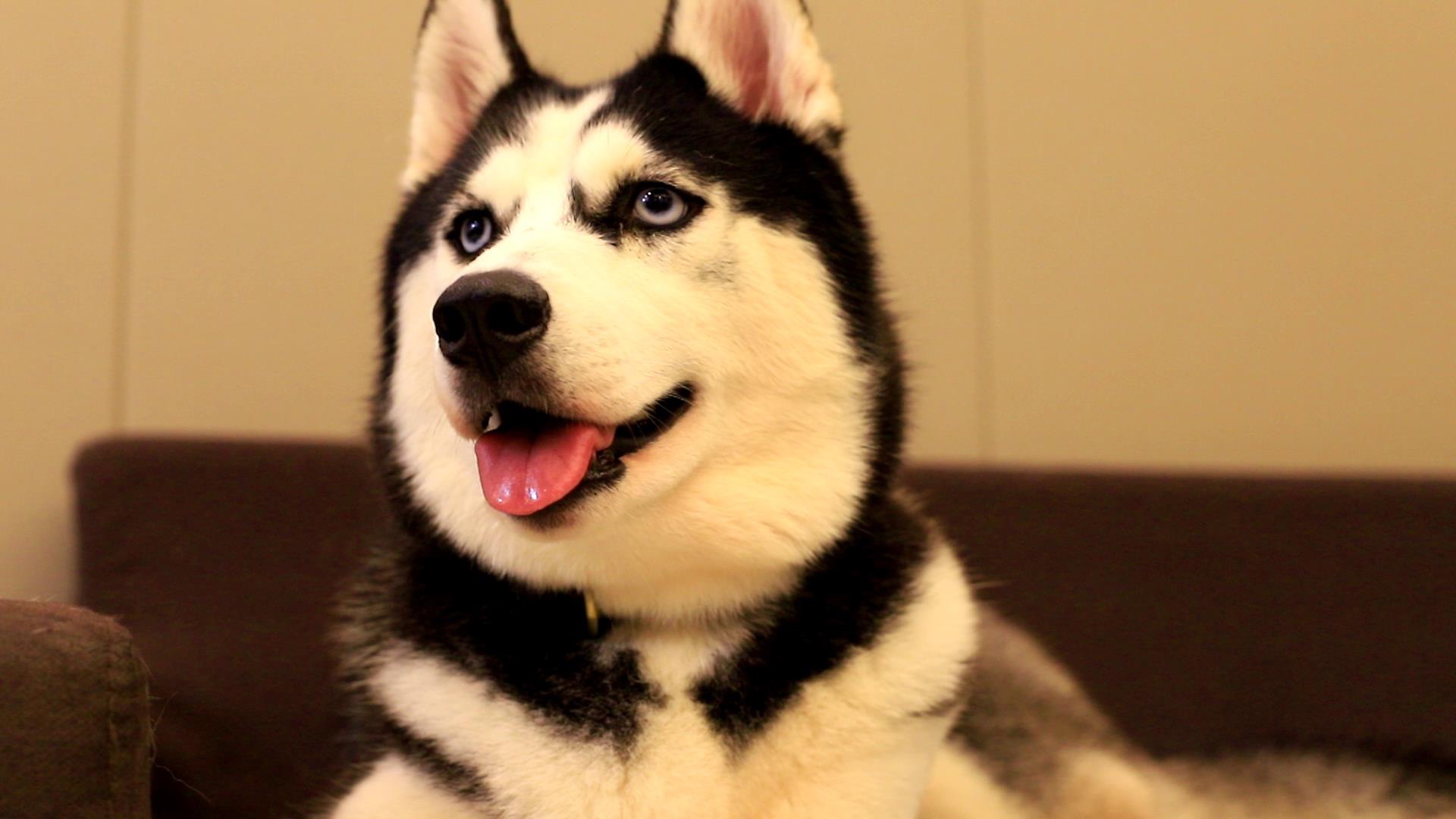 我是哈士奇大g _ 哔哩哔哩相簿