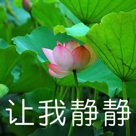 莲花大彻大悟表情包图片